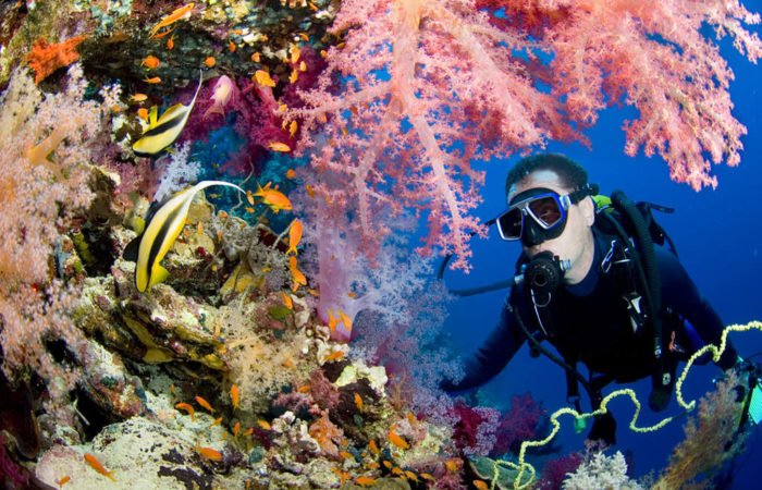 private snorkeling trip daymaniyat island