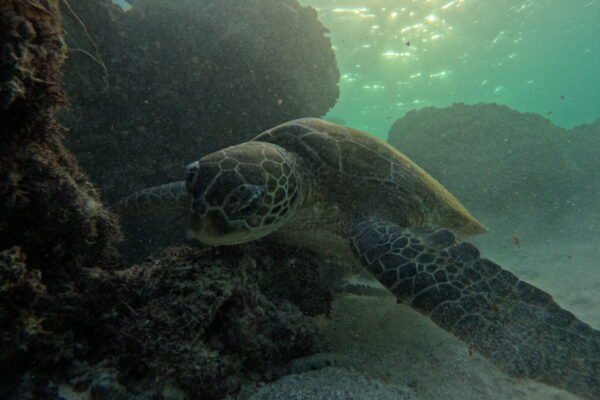 Daymaniyat Islands Snorkeling Group Trip