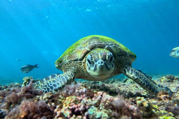Daymaniyat Islands Snorkeling Group Trip