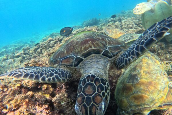 Daymaniyat Islands Snorkeling Group Trip