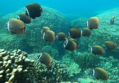 Complete Guide to Snorkeling at Daymaniyat Islands: What to Expect