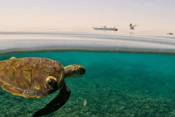 Daymaniyat Islands Snorkeling Group Trip