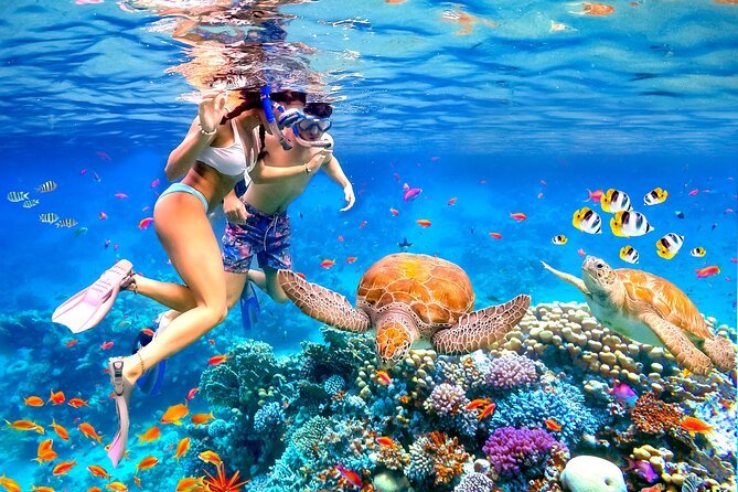 private snorkeling trip daymaniyat island