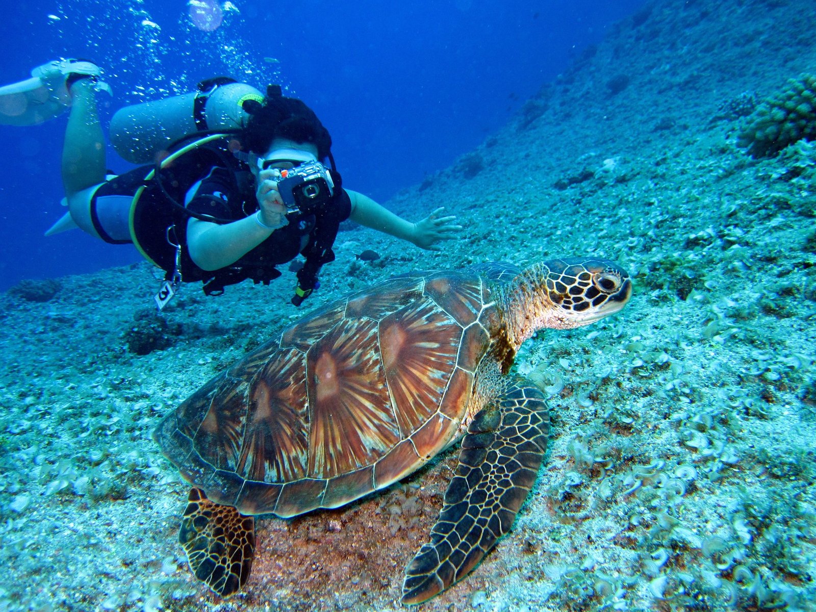 private snorkeling trip daymaniyat island